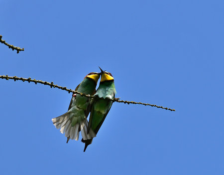 European bee-eater - Merops apiaster couple sitting on a branch