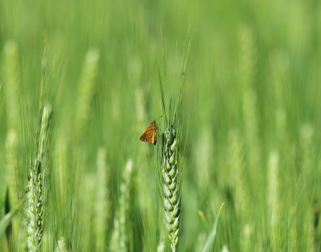 Large skipper (Ochlodes sylvanus) butterfly in green grain fieldの写真素材