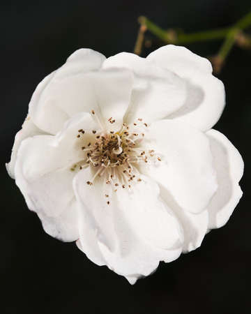 White flower in train station courtyardの写真素材