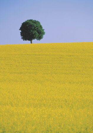 tree in rape / canola fieldの写真素材