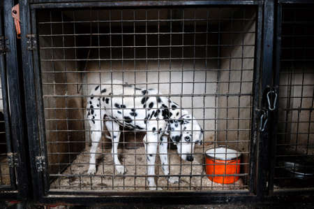 Dalmatian with sadness looking through a cage in a dog shelter
