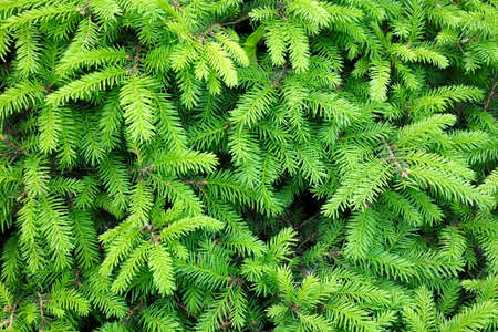 Branches of conifer background