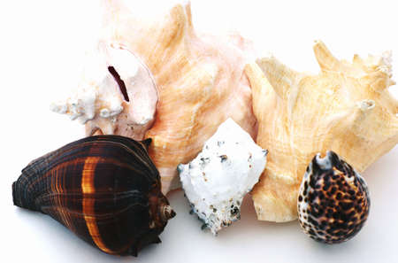 Nice assortment of different size and color seashells. 