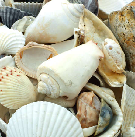Numerous colorful seashells including cowrie and scallop. 