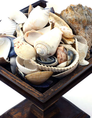 Old wood bowl with shells 