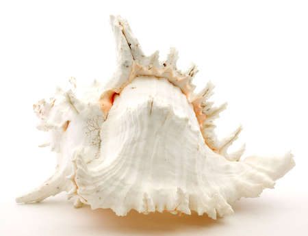 Very beautiful seashell with large spires and lovely colors. 
