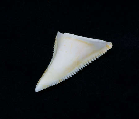 Great white shark tooth の写真素材