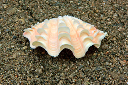 Ornate shell on sand 