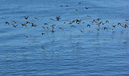Ducks in flight の写真素材