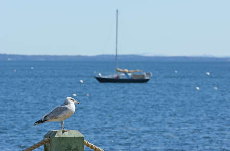 Seagull and sailboat の写真素材