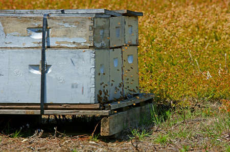 Honey bees and beehive 