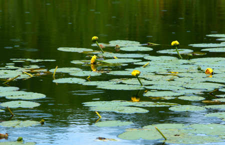 Water liliesの写真素材