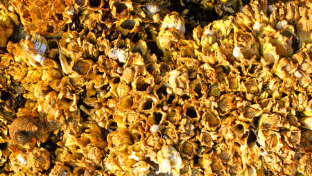 A close group of barnacles with snails in the very early light on the coast of Maine.の写真素材