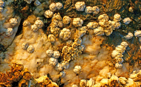 Barnacles attached to rocks on the coast of New England. の写真素材