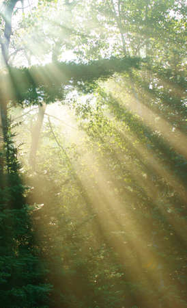 Sun rays through trees の写真素材