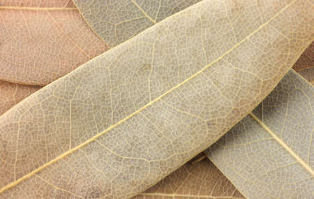 A close view of dried bay leaves used for seasoning in cooking. の写真素材