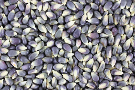 A close view of a layer of thin hulled popcorn.の写真素材