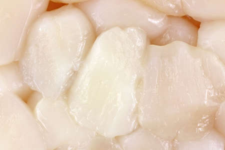 A close view of small bay scallops.の写真素材