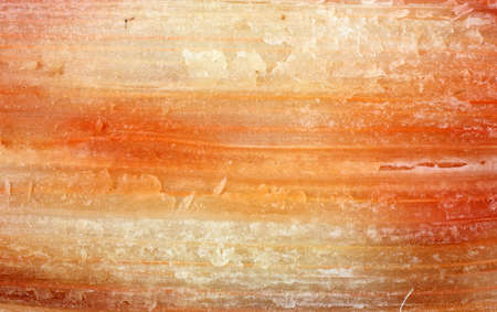 Close view of the pulp of a piece of sugar cane that has been cut in half.の写真素材