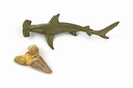 A large fossilized shark tooth and a small hammerhead toy shark on a white background.の写真素材