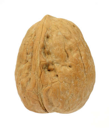 A single walnut upright on a white background.の写真素材