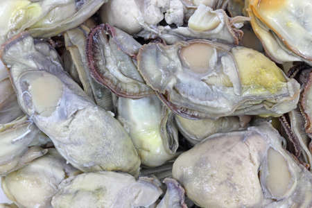 A very close view of oysters for stew.の写真素材