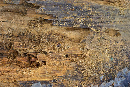 Close view of a wood board that is rotting due to insect damage.の写真素材