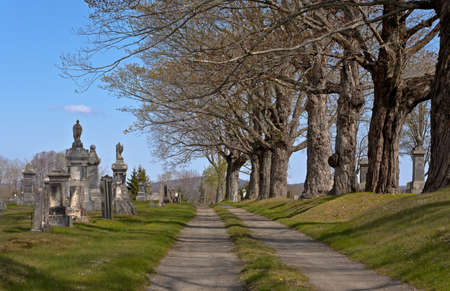 A gravel road in the early morning light leading into a cemetery with old trees lining the road の写真素材