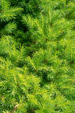 Close view of early summer new fir needles growing on fir tree 