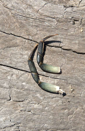 Two crab legs left over from feeding birds on a wood background 