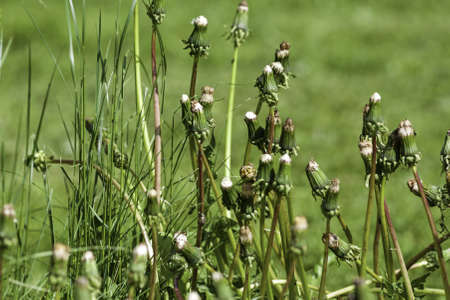 A group of closed dandelions amongst grass.
