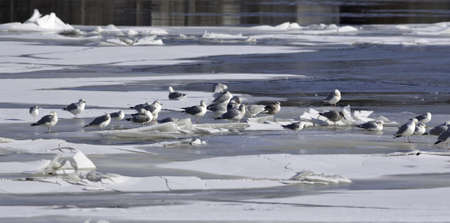 A group of seagulls on a sheet of ice with open water in the background.の写真素材