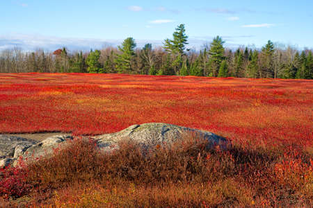 A large field of blueberry bushes as their leaves turn red in the very late fall with a large rock formation in the foreground and distant forest in the background の写真素材