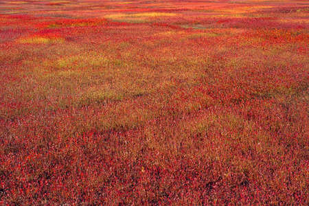 A large field of blueberry bushes as their leaves turn red in the very late fall の写真素材