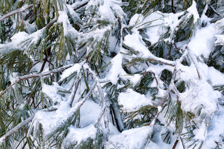 Close view of a fir tree covered with ice and snow.
