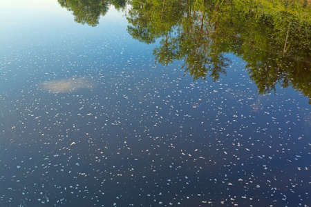 Foam flecked water with wispy clouds and trees reflected on the still surface.の写真素材