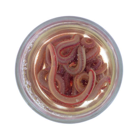 Top view of live bloodworms in an opened bait jar swimming in salt water.の写真素材