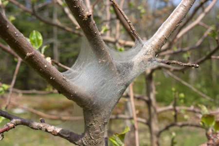 A caterpillar nest in an apple tree.の写真素材