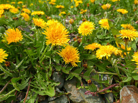 A large group of dandelion weeds covering a lawn with rocks in the foreground.の写真素材