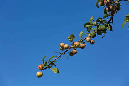 A single branch of a wild apple tree against a bright blue sky.の写真素材