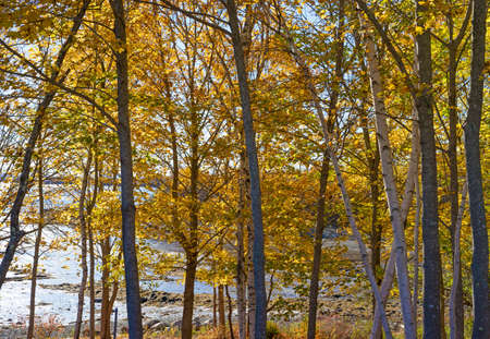A patch of trees with late fall colors in the foreground with shore and coastline in the background during late autumn in Maine.の写真素材