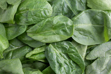 A close view of unwashed baby spinach illuminated with natural light.