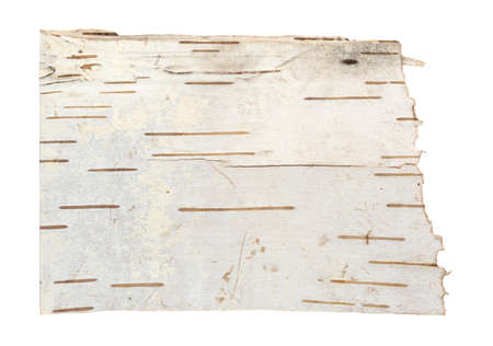 Bark of a white birch tree isolated on a background.の写真素材