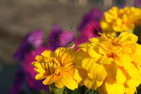 A large daddy long-legs spider on a yellow marigold with dew on one leg.の写真素材