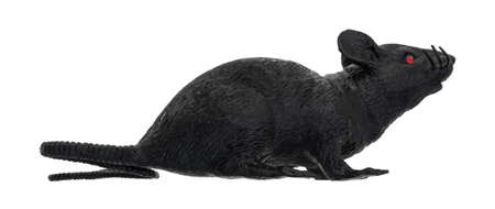 Side view of a black plastic toy rat with red eyes isolated on a white background.の写真素材