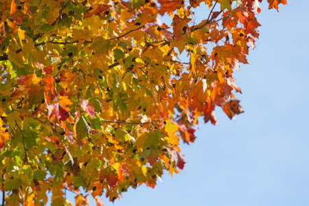 Fall foliage maple tree leaves against a blue sky.