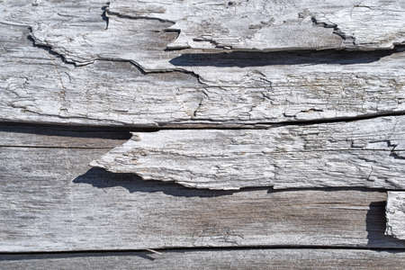 Close view of a peeling log that has been grayed with weather.の写真素材
