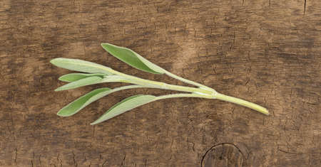 Top view of a single organic sage leaf atop an old worn brown board.の写真素材