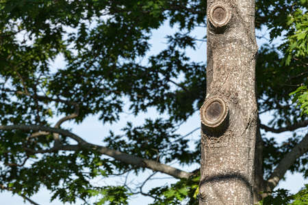 Two professionally cut limbs that have healed on a large tree