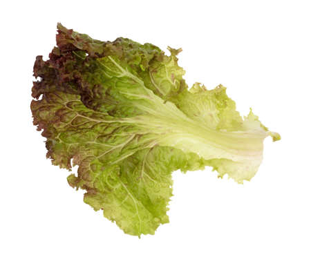 A single leaf of red lettuce isolated on a white background.の写真素材